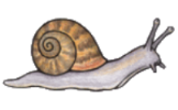 Lumaca Lumaca